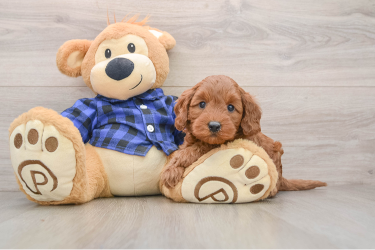 Mini Goldendoodle Pup Being Cute