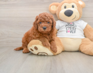 7 week old Mini Goldendoodle Puppy For Sale - Seaside Pups