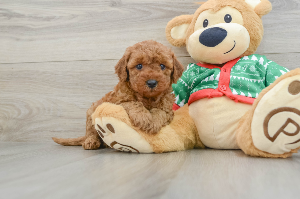 5 week old Mini Goldendoodle Puppy For Sale - Seaside Pups