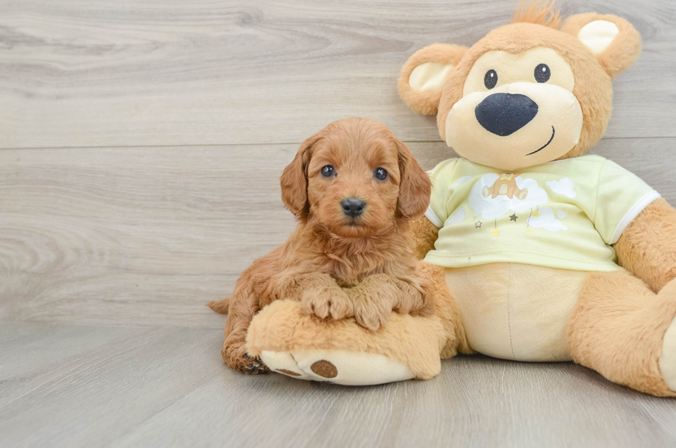 6 week old Mini Goldendoodle Puppy For Sale - Seaside Pups