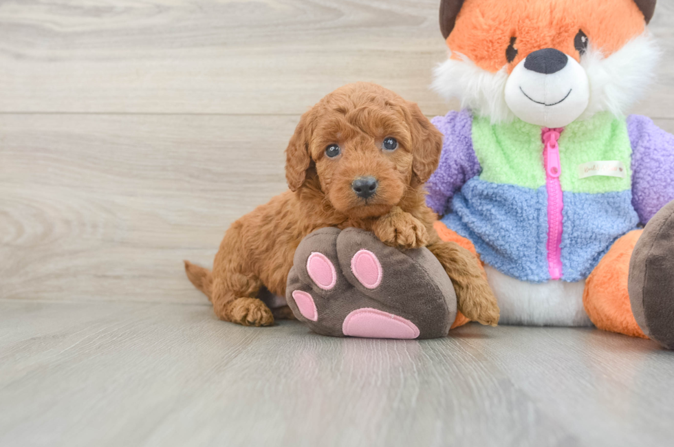5 week old Mini Goldendoodle Puppy For Sale - Seaside Pups
