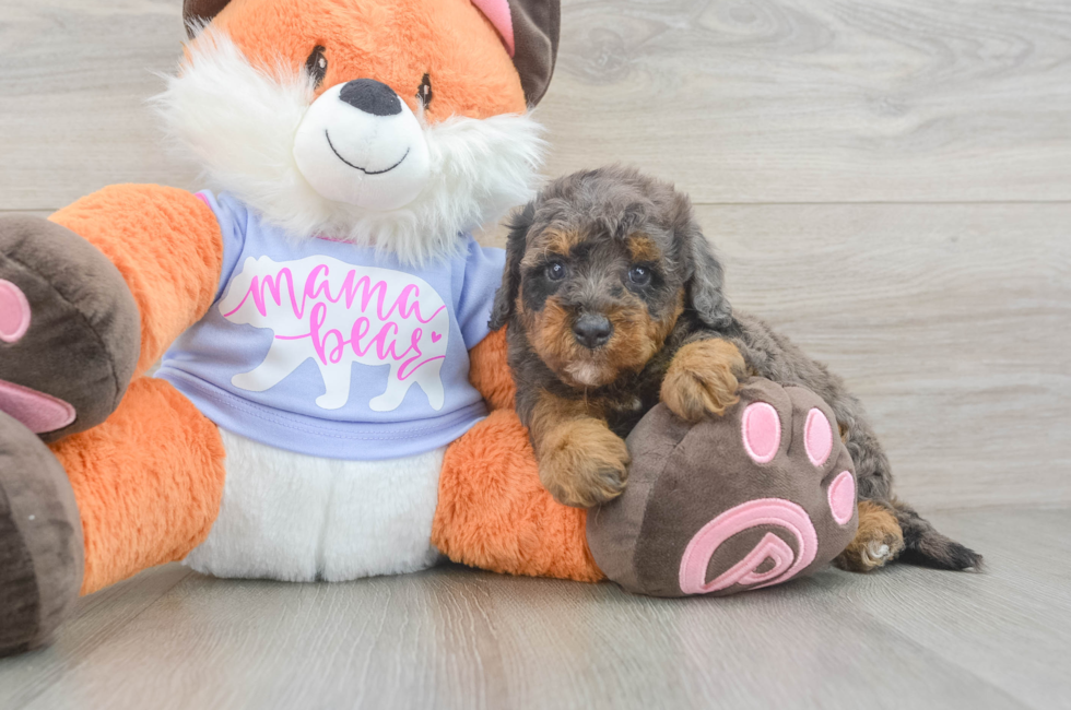 5 week old Mini Goldendoodle Puppy For Sale - Seaside Pups