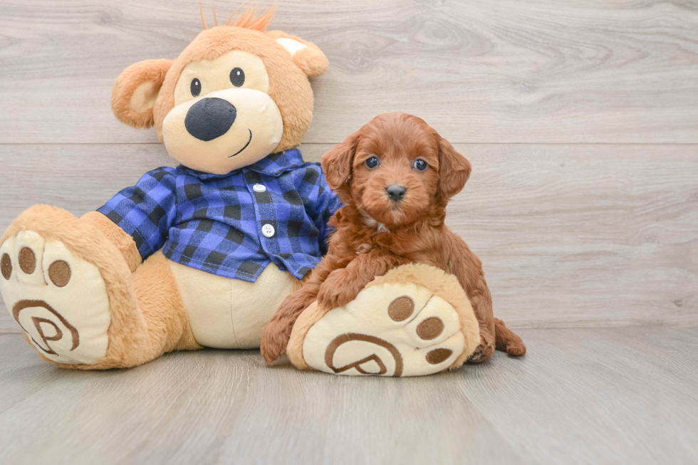 Mini Goldendoodle Puppy for Adoption