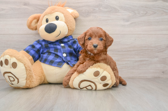 Mini Goldendoodle Puppy for Adoption