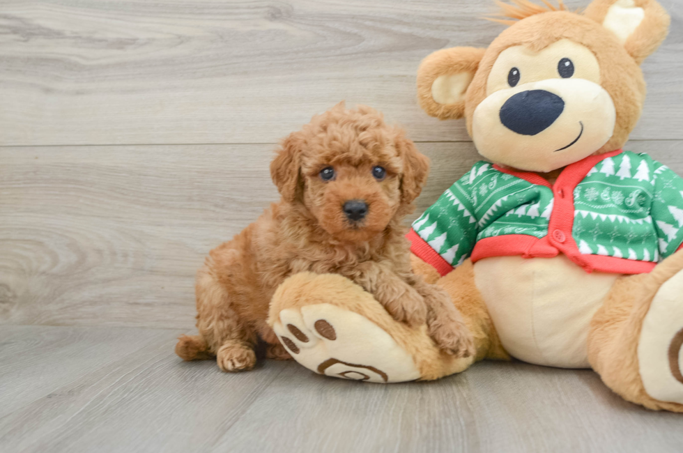 5 week old Mini Goldendoodle Puppy For Sale - Seaside Pups