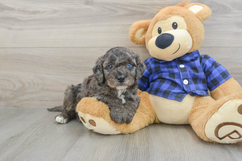 Meet Kendrick - our Mini Goldendoodle Puppy Photo 1/3 - Seaside Pups