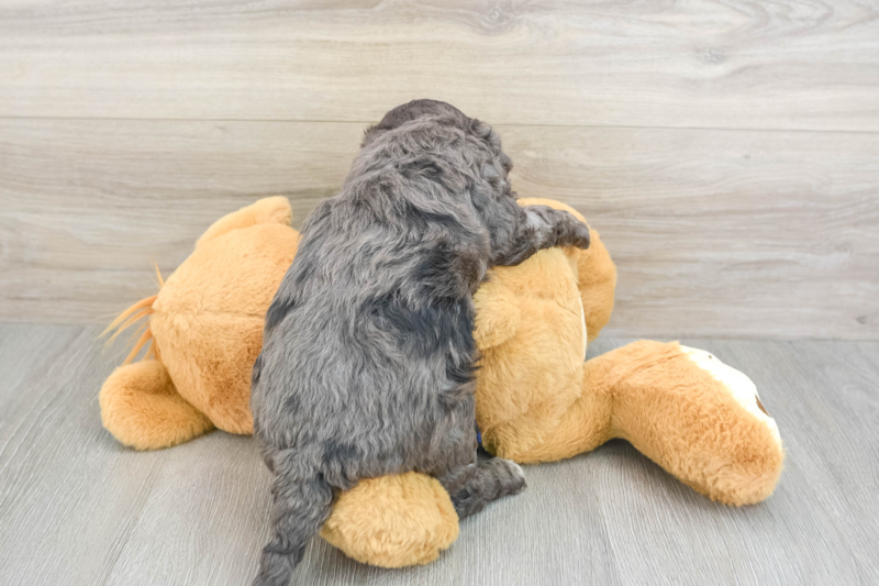 Meet Kendrick - our Mini Goldendoodle Puppy Photo 2/3 - Seaside Pups