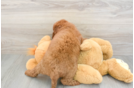 Best Mini Goldendoodle Baby