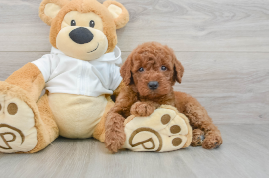 Mini Goldendoodle Pup Being Cute