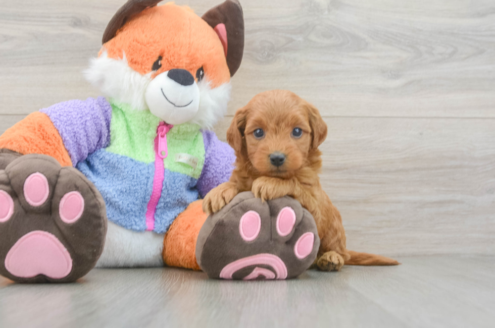 5 week old Mini Goldendoodle Puppy For Sale - Seaside Pups