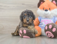 8 week old Mini Goldendoodle Puppy For Sale - Seaside Pups