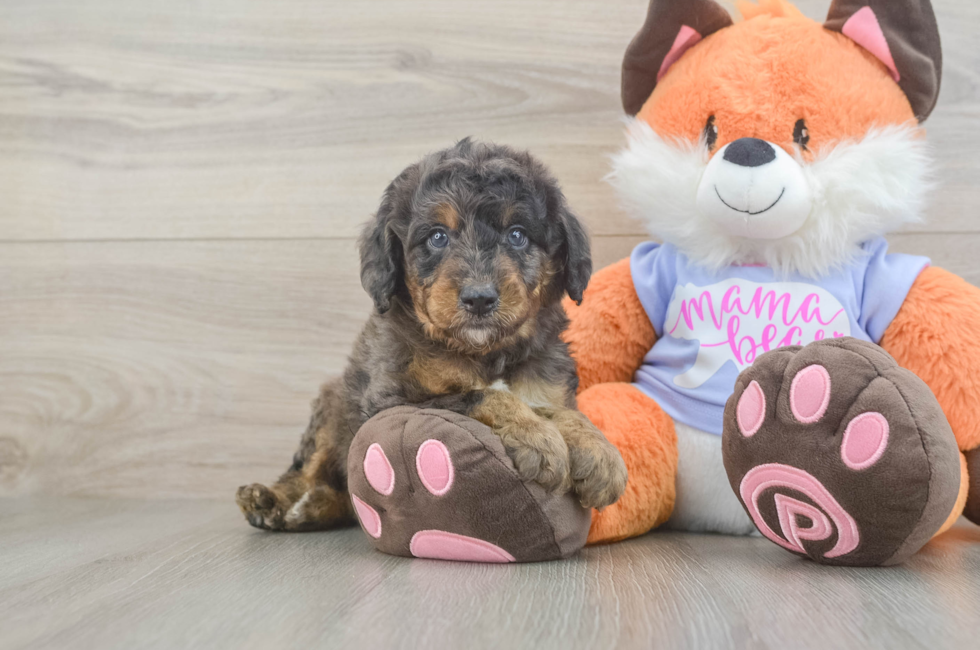 5 week old Mini Goldendoodle Puppy For Sale - Seaside Pups