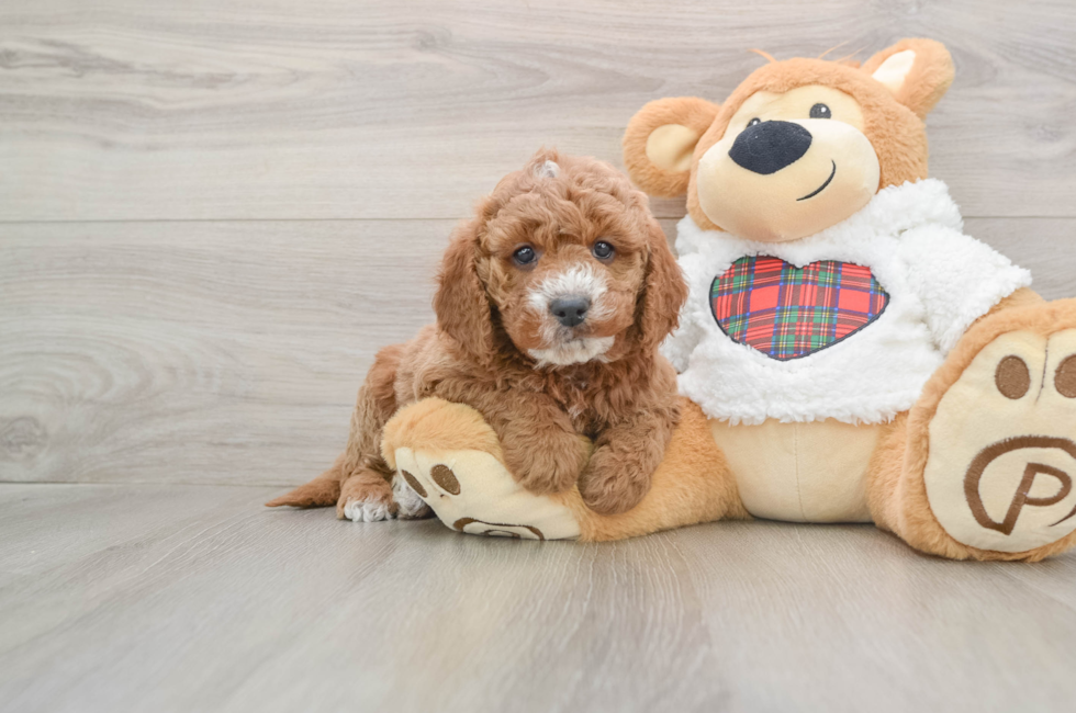 5 week old Mini Goldendoodle Puppy For Sale - Seaside Pups