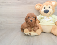 7 week old Mini Goldendoodle Puppy For Sale - Seaside Pups