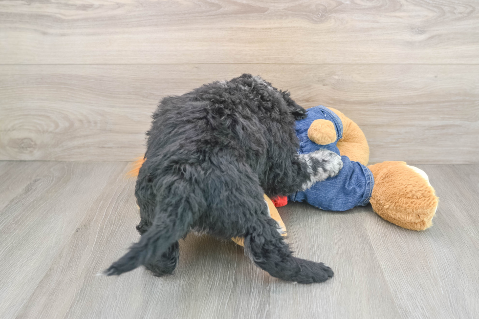 Mini Goldendoodle Pup Being Cute