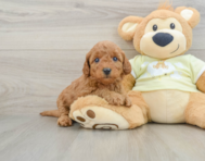 8 week old Mini Goldendoodle Puppy For Sale - Seaside Pups