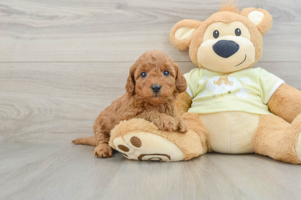 6 week old Mini Goldendoodle Puppy For Sale - Seaside Pups