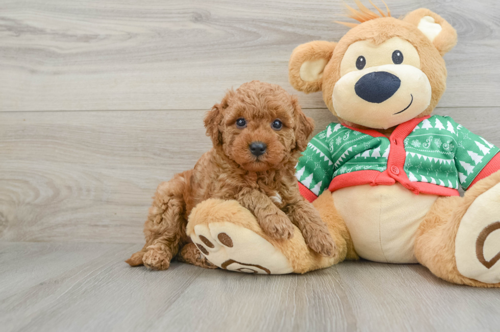 5 week old Mini Goldendoodle Puppy For Sale - Seaside Pups