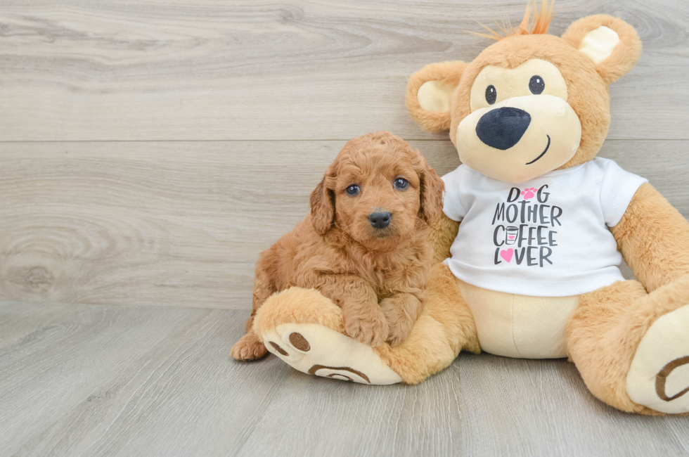 5 week old Mini Goldendoodle Puppy For Sale - Seaside Pups