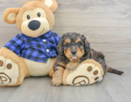 8 week old Mini Goldendoodle Puppy For Sale - Seaside Pups
