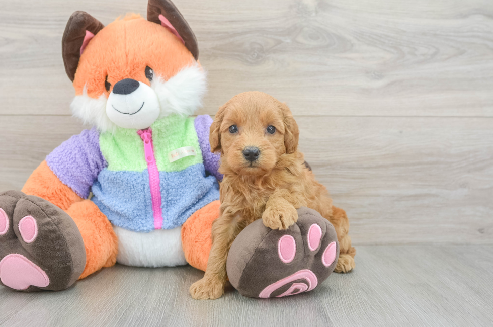 5 week old Mini Goldendoodle Puppy For Sale - Seaside Pups