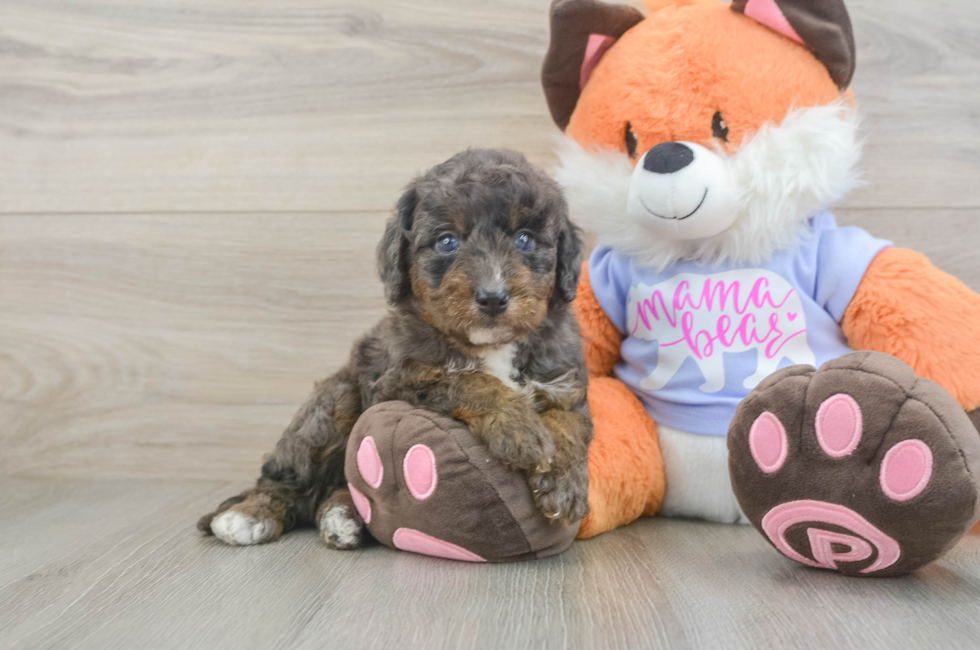 5 week old Mini Goldendoodle Puppy For Sale - Seaside Pups