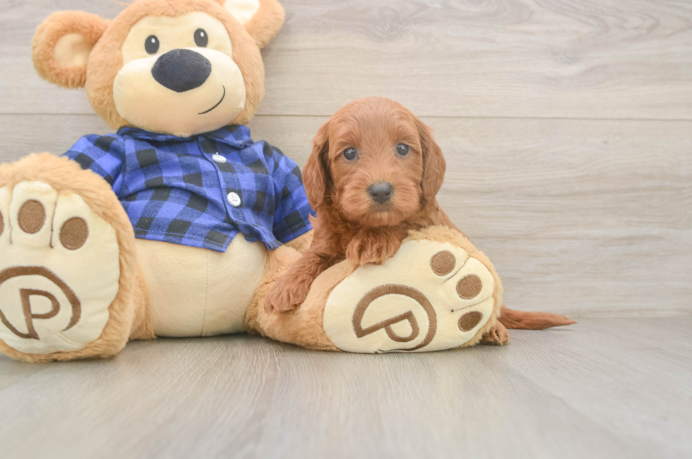 6 week old Mini Goldendoodle Puppy For Sale - Seaside Pups