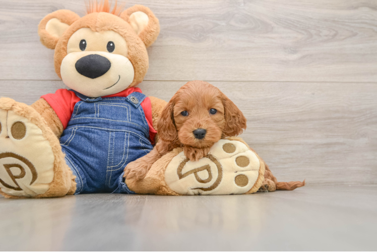 Happy Mini Goldendoodle Baby