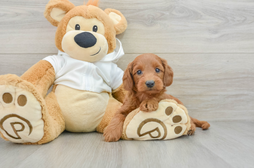 7 week old Mini Goldendoodle Puppy For Sale - Seaside Pups