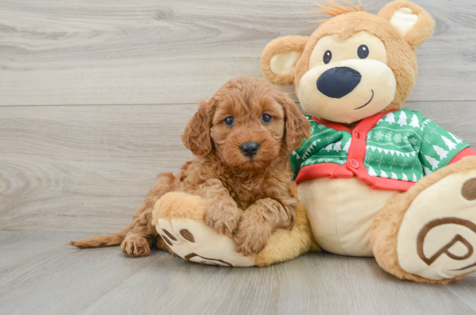 5 week old Mini Goldendoodle Puppy For Sale - Seaside Pups