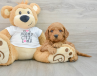 8 week old Mini Goldendoodle Puppy For Sale - Seaside Pups