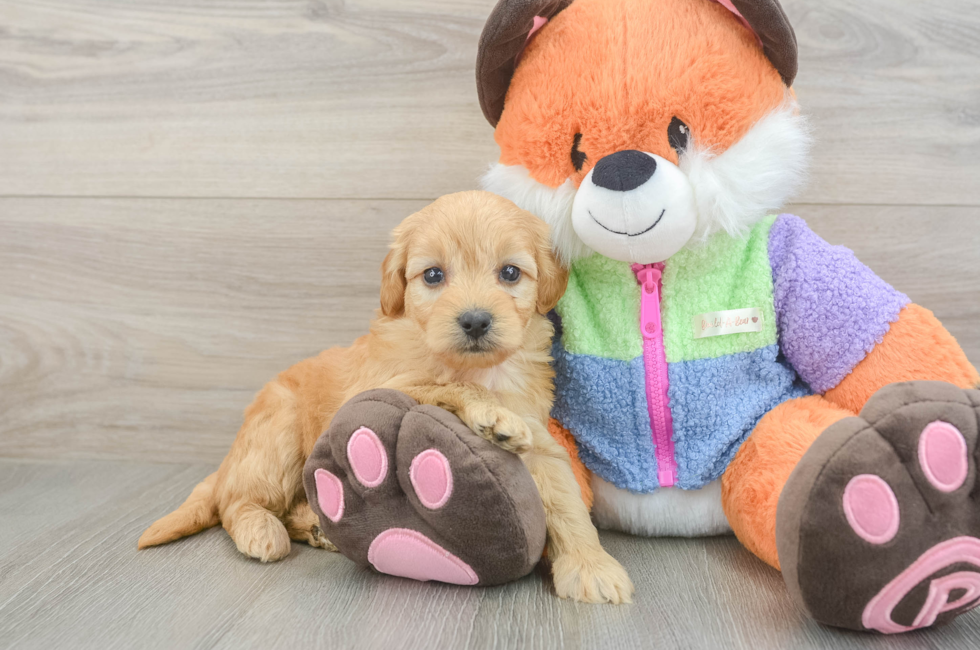 5 week old Mini Goldendoodle Puppy For Sale - Seaside Pups
