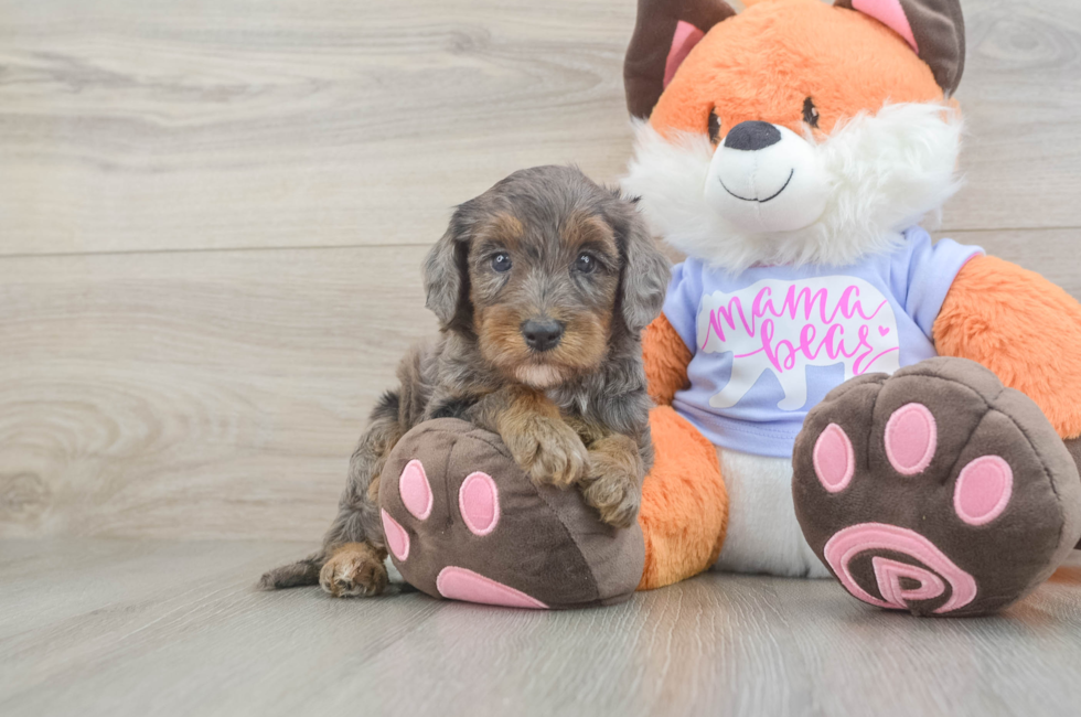 5 week old Mini Goldendoodle Puppy For Sale - Seaside Pups