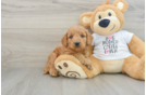 Popular Mini Goldendoodle Poodle Mix Pup