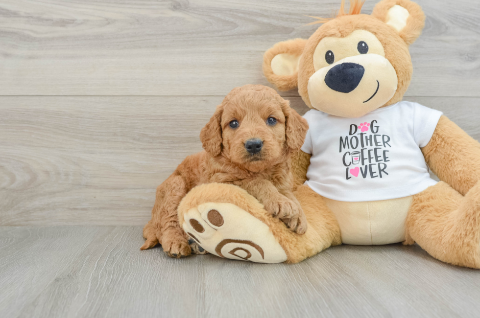 5 week old Mini Goldendoodle Puppy For Sale - Seaside Pups