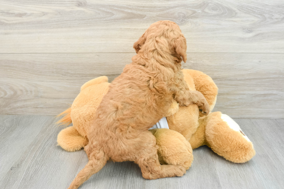 Mini Goldendoodle Pup Being Cute