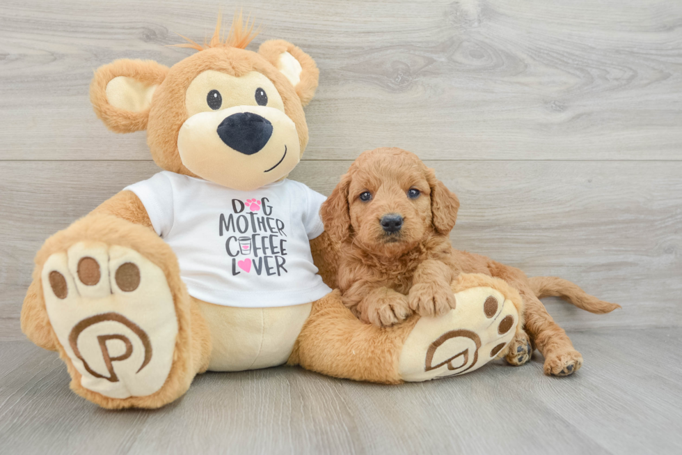 Playful Mini Groodle Poodle Mix Puppy