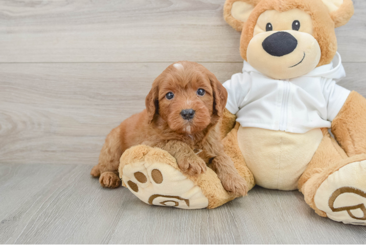 Mini Goldendoodle Pup Being Cute