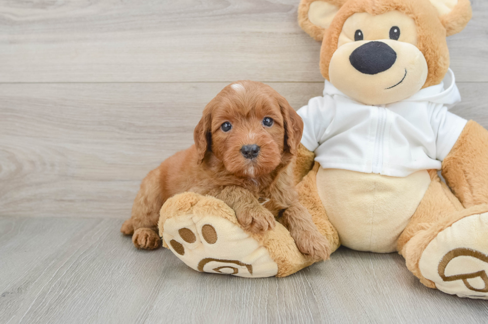 5 week old Mini Goldendoodle Puppy For Sale - Seaside Pups