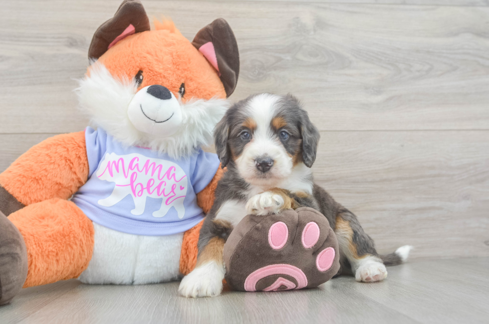 5 week old Mini Goldendoodle Puppy For Sale - Seaside Pups