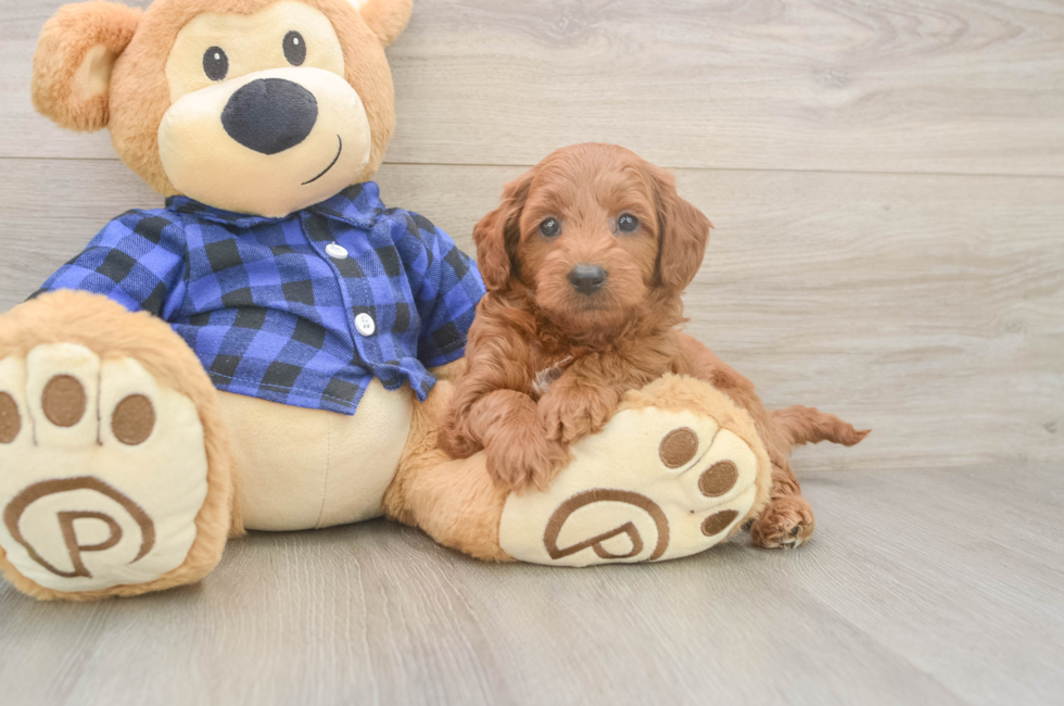 6 week old Mini Goldendoodle Puppy For Sale - Seaside Pups