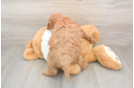 Mini Goldendoodle Pup Being Cute