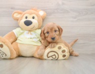 7 week old Mini Goldendoodle Puppy For Sale - Seaside Pups