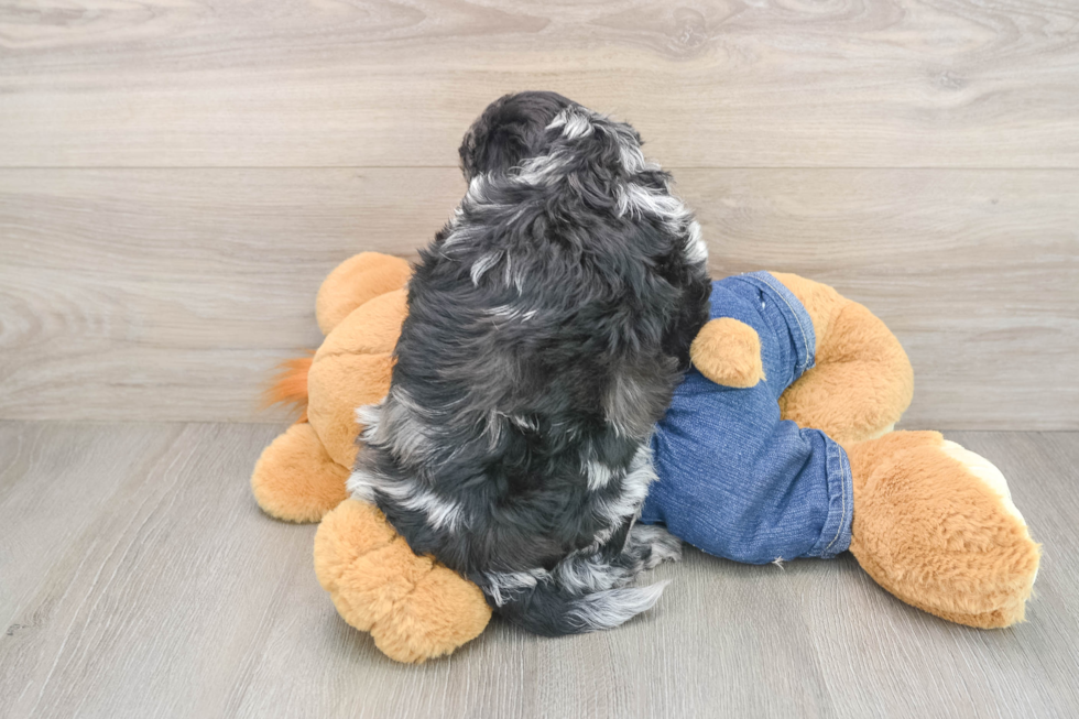 Mini Goldendoodle Pup Being Cute