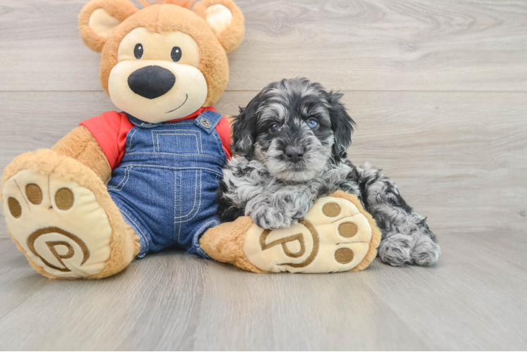 Cute Mini Goldendoodle Baby