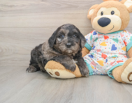 8 week old Mini Goldendoodle Puppy For Sale - Seaside Pups