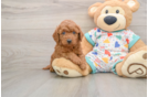 Mini Goldendoodle Pup Being Cute