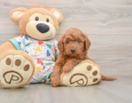 7 week old Mini Goldendoodle Puppy For Sale - Seaside Pups