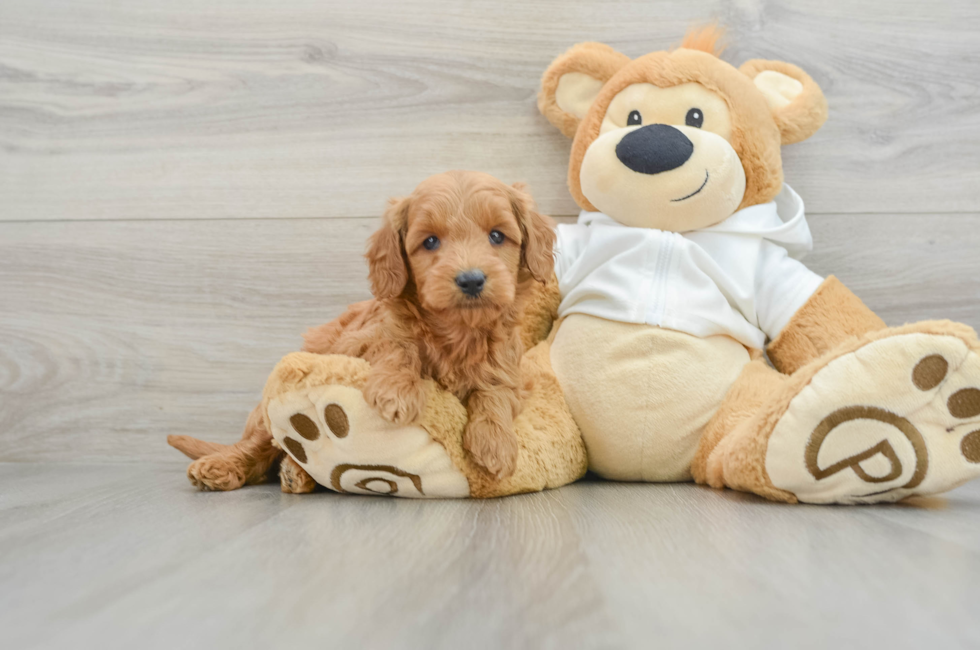 5 week old Mini Goldendoodle Puppy For Sale - Seaside Pups