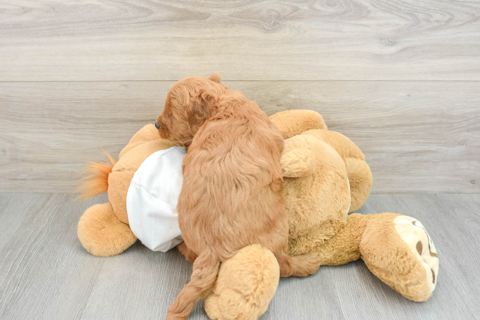 Sweet Mini Goldendoodle Baby